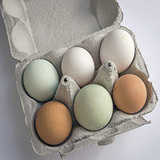 蛋类产品包装纸托